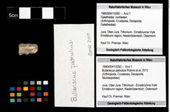 Foto (Objekt + Etikett) von Bullariscus patruliusi (Robins et al., 2013)  (NHMW-GEO-1990-0041-3292)